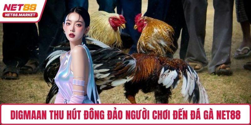 DIGMAAN thu hút đông đảo người chơi đến đá gà NET88